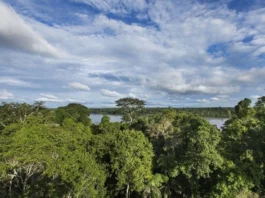 Reducción de la deforestación en el Perú es confirmada por Serfor Reducción de la deforestación en el Perú es confirmada por Serfor
