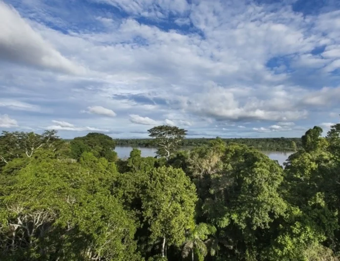 Reducción de la deforestación en el Perú es confirmada por Serfor