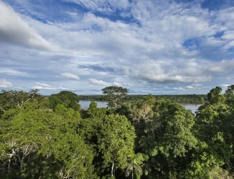 Reducción de la deforestación en el Perú es confirmada por Serfor