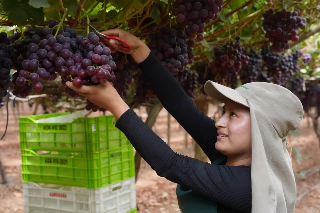 Perú convierte el desierto de Ica en un centro productor agrícola según BBC Mundo