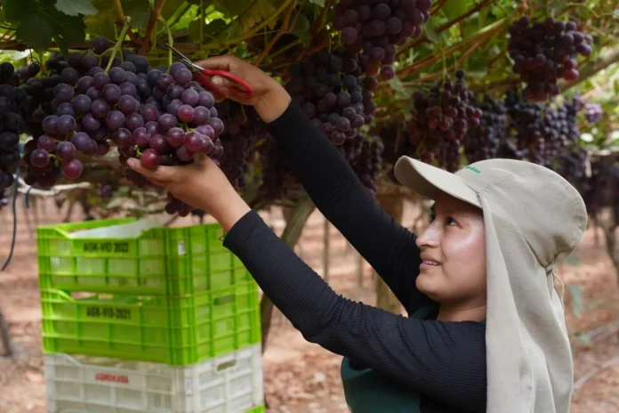 Perú convierte el desierto de Ica en un centro productor agrícola según BBC Mundo