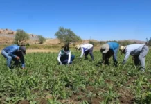 Gobierno difunde proyecto del Plan de Agricultura Familiar 2025-2027 Gobierno difunde proyecto del Plan de Agricultura Familiar 2025-2027