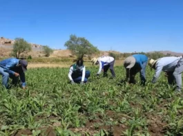 Gobierno difunde proyecto del Plan de Agricultura Familiar 2025-2027 Gobierno difunde proyecto del Plan de Agricultura Familiar 2025-2027