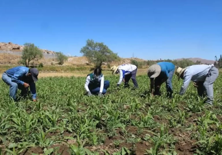 Gobierno difunde proyecto del Plan de Agricultura Familiar 2025-2027