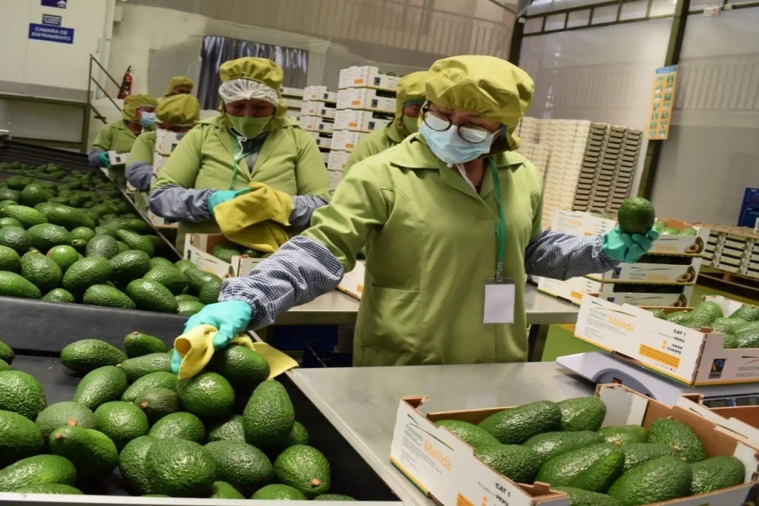 Perú registra alza en empleos directos por exportaciones