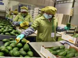 Perú registra alza en empleos directos por exportaciones Perú registra alza en empleos directos por exportaciones