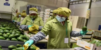 Perú registra alza en empleos directos por exportaciones Perú registra alza en empleos directos por exportaciones