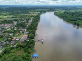 Proyecto de reforestación del Ceplan busca recuperar tres millones de hectáreas Proyecto de reforestación del Ceplan busca recuperar tres millones de hectáreas