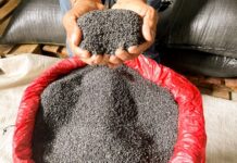 Producción de ajonjolí negro de Ucayali es enviada al mercado asiático Producción de ajonjolí negro de Ucayali es enviada al mercado asiático