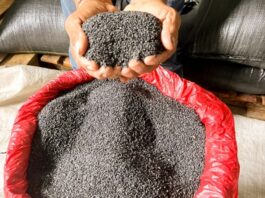Producción de ajonjolí negro de Ucayali es enviada al mercado asiático Producción de ajonjolí negro de Ucayali es enviada al mercado asiático