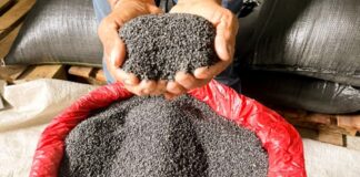 Producción de ajonjolí negro de Ucayali es enviada al mercado asiático Producción de ajonjolí negro de Ucayali es enviada al mercado asiático