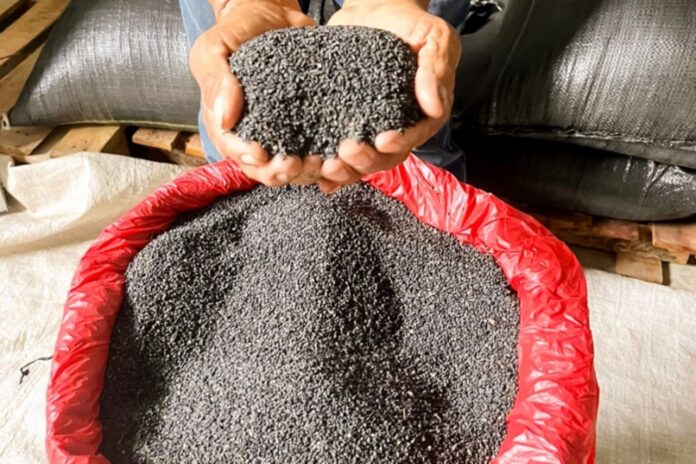 Producción de ajonjolí negro de Ucayali es enviada al mercado asiático