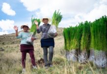 Serfor financia plantaciones forestales que beneficiarán a miles de familias Serfor financia plantaciones forestales que beneficiarán a miles de familias