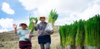 Serfor financia plantaciones forestales que beneficiarán a miles de familias Serfor financia plantaciones forestales que beneficiarán a miles de familias