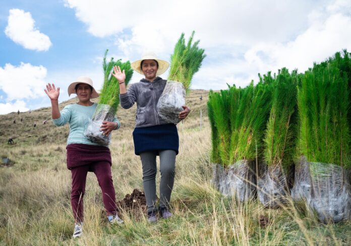 Serfor financia plantaciones forestales que beneficiarán a miles de familias