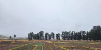 Déficit de lluvias condiciona el desarrollo de la campaña agrícola 2025-2026 Déficit de lluvias condiciona el desarrollo de la campaña agrícola 2025-2026
