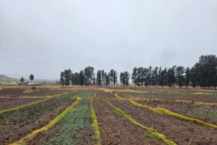Déficit de lluvias condiciona el desarrollo de la campaña agrícola 2025-2026