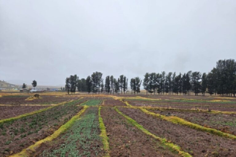 Déficit de lluvias condiciona el desarrollo de la campaña agrícola 2025-2026