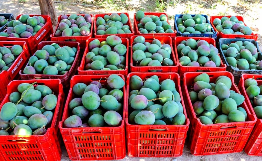 Nueva estrategia articula la oferta exportable de mango en Piura