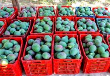 Nueva estrategia articula la oferta exportable de mango en Piura Nueva estrategia articula la oferta exportable de mango en Piura