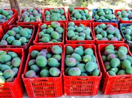 Nueva estrategia articula la oferta exportable de mango en Piura Nueva estrategia articula la oferta exportable de mango en Piura