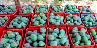 Nueva estrategia articula la oferta exportable de mango en Piura Nueva estrategia articula la oferta exportable de mango en Piura