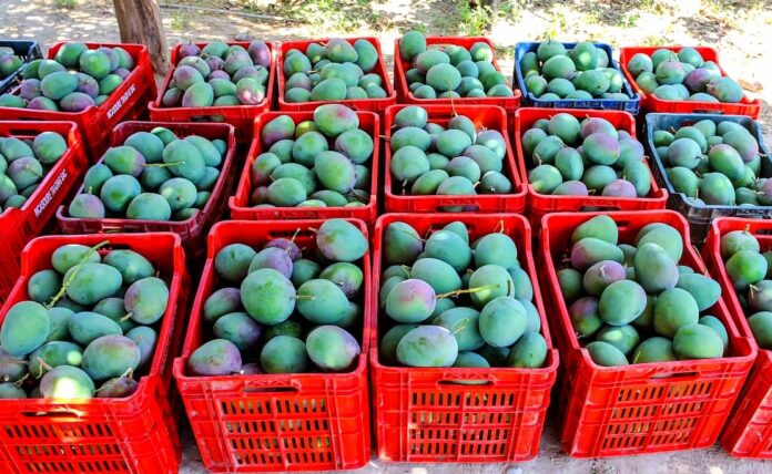 Nueva estrategia articula la oferta exportable de mango en Piura