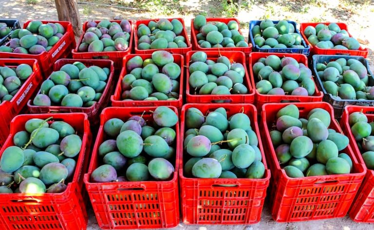 Nueva estrategia articula la oferta exportable de mango en Piura