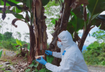 Fusarium raza 4 es confirmado en Ecuador y emergencia fitosanitaria es declarada por seis meses Fusarium raza 4 es confirmado en Ecuador y emergencia fitosanitaria es declarada por seis meses