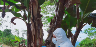 Fusarium raza 4 es confirmado en Ecuador y emergencia fitosanitaria es declarada por seis meses Fusarium raza 4 es confirmado en Ecuador y emergencia fitosanitaria es declarada por seis meses