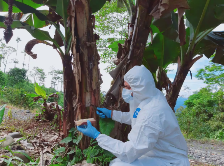 Fusarium raza 4 es confirmado en Ecuador y emergencia fitosanitaria es declarada por seis meses