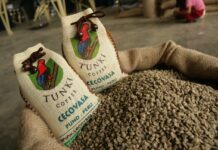 Pequeños productores consolidan exportaciones de café peruano durante el 2025 Pequeños productores consolidan exportaciones de café peruano durante el 2025