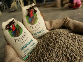Pequeños productores consolidan exportaciones de café peruano durante el 2025 Pequeños productores consolidan exportaciones de café peruano durante el 2025
