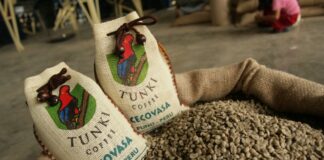 Pequeños productores consolidan exportaciones de café peruano durante el 2025 Pequeños productores consolidan exportaciones de café peruano durante el 2025