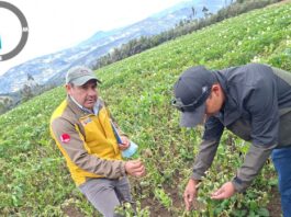 Daños por intensas heladas en Huancabamba son evaluados por el GORE Piura Daños por intensas heladas en Huancabamba son evaluados por el GORE Piura