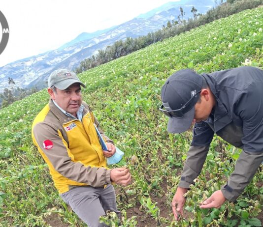 Daños por intensas heladas en Huancabamba son evaluados por el GORE Piura Daños por intensas heladas en Huancabamba son evaluados por el GORE Piura