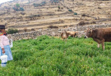 ONU declara al 2026 como Año Internacional de los Pastizales y los Pastores ONU declara al 2026 como Año Internacional de los Pastizales y los Pastores