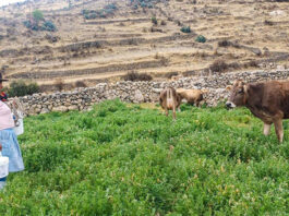 ONU declara al 2026 como Año Internacional de los Pastizales y los Pastores ONU declara al 2026 como Año Internacional de los Pastizales y los Pastores