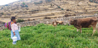 ONU declara al 2026 como Año Internacional de los Pastizales y los Pastores ONU declara al 2026 como Año Internacional de los Pastizales y los Pastores