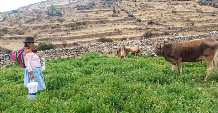 ONU declara al 2026 como Año Internacional de los Pastizales y los Pastores