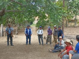 Productores reciben capacitación en poda técnica en plantación agroforestal de Morropón Productores reciben capacitación en poda técnica en plantación agroforestal de Morropón