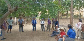 Productores reciben capacitación en poda técnica en plantación agroforestal de Morropón Productores reciben capacitación en poda técnica en plantación agroforestal de Morropón