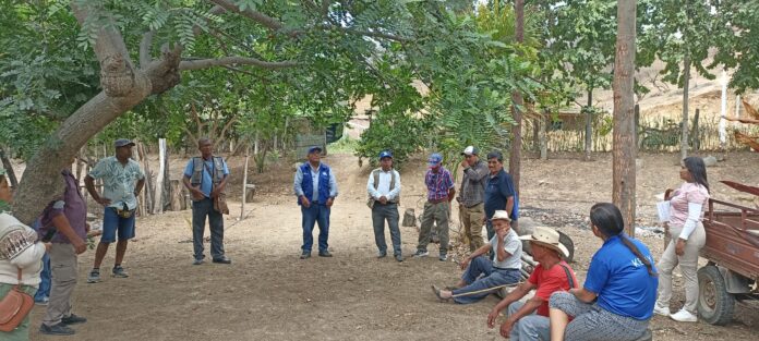 Productores reciben capacitación en poda técnica en plantación agroforestal de Morropón
