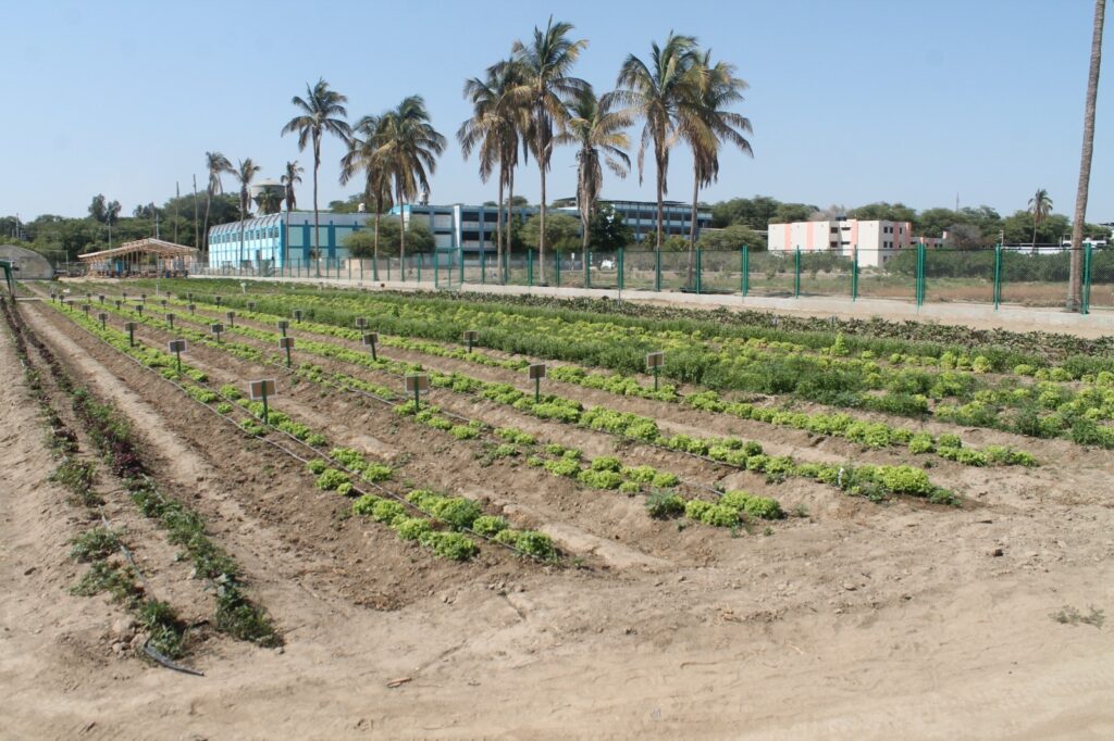Nuevo centro agrícola fortalecerá a productores del Bajo Piura