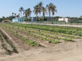 Nuevo centro agrícola fortalecerá a productores del Bajo Piura Nuevo centro agrícola fortalecerá a productores del Bajo Piura