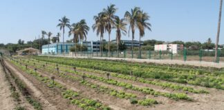 Nuevo centro agrícola fortalecerá a productores del Bajo Piura Nuevo centro agrícola fortalecerá a productores del Bajo Piura