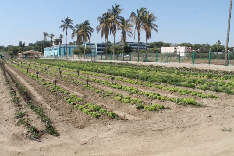 Nuevo centro agrícola fortalecerá a productores del Bajo Piura