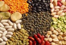 Semillas peruanas muestran aumento en valor y demanda internacional Semillas peruanas muestran aumento en valor y demanda internacional