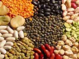 Semillas peruanas muestran aumento en valor y demanda internacional Semillas peruanas muestran aumento en valor y demanda internacional