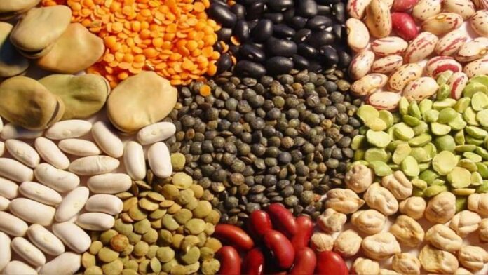 Semillas peruanas muestran aumento en valor y demanda internacional Semillas peruanas muestran aumento en valor y demanda internacional